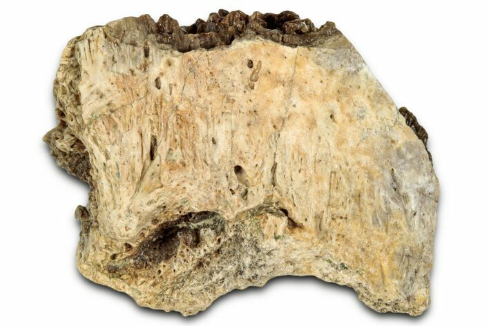 Fossil Tyrannosaur (T rex) Bone Section - Wyoming #352796